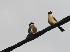 Pycnonotus aurigaster