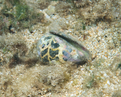 Conus ebraeus