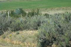 Dicerothamnus rhinocerotis