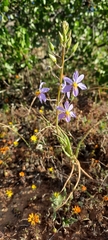 Cyanella hyacinthoides
