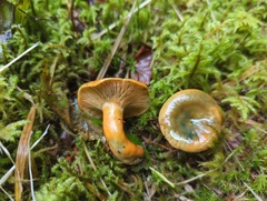 Lactarius aurantiosordidus