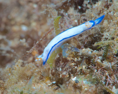 Hypselodoris peasei