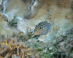 Canthigaster jactator