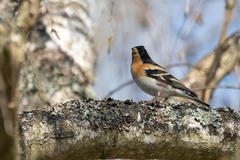 Fringilla montifringilla
