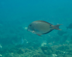 Acanthurus nigrofuscus