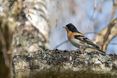 Fringilla montifringilla