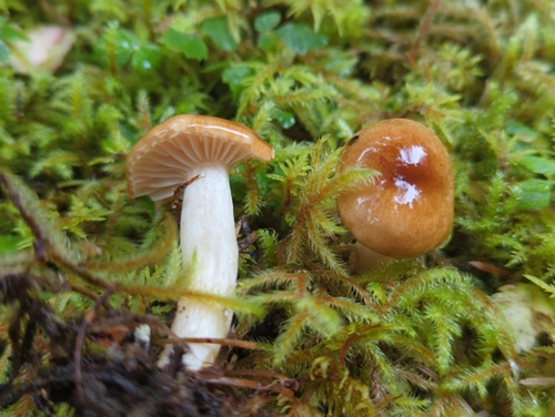 Hygrophorus monticola, 2022-09-09