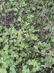 Geum