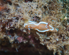 Glossodoris rufomarginata
