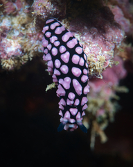 Phyllidiella pustulosa