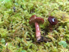 Lactarius atrobadius