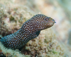 Gymnothorax meleagris