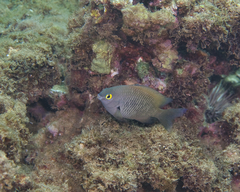 Plectroglyphidodon marginatus