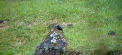 Molothrus bonariensis