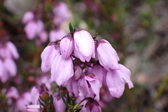 Tetratheca pilosa