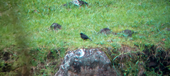 Molothrus bonariensis