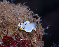 Ardeadoris scottjohnsoni