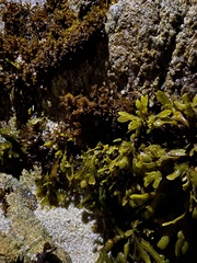 Fucus distichus