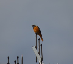 Phoenicurus auroreus