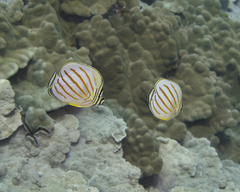 Chaetodon ornatissimus