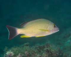 Lutjanus fulvus