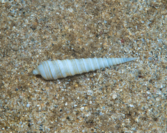 Terebra funiculata