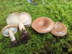 Lactarius affinis