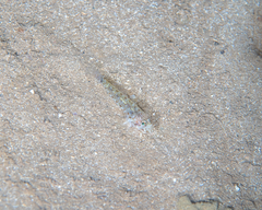 Fusigobius duospilus
