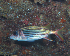 Neoniphon sammara