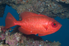 Heteropriacanthus carolinus