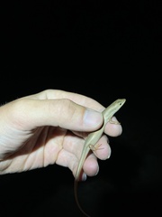 Heremites vittatus