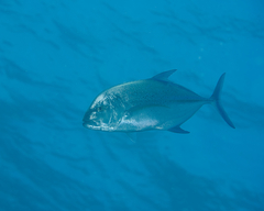 Caranx melampygus
