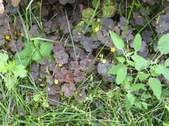 Oxalis stricta rufa