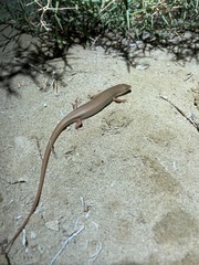 Heremites vittatus