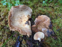 Lactarius cordovaensis