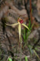 Caladenia australis