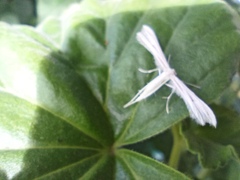 Pterophorinae