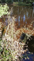 Alisma plantago-aquatica