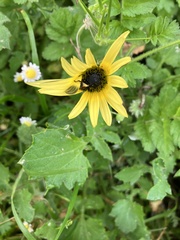 Arctotheca calendula