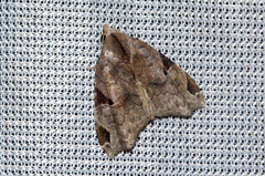 Androlymnia torsivena