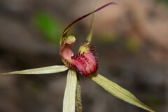 Caladenia australis