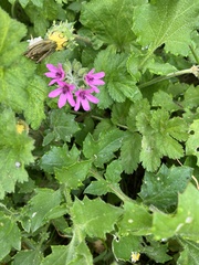 Erodium malacoides