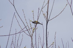 Phylidonyris novaehollandiae