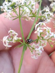 Coccinula quatuordecimpustulata