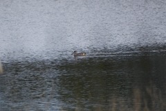 Malacorhynchus membranaceus