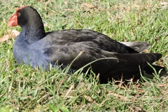 Porphyrio melanotus
