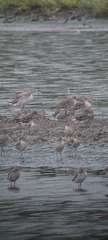 Calidris virgata