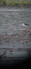 Calidris virgata