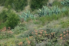 Agave americana