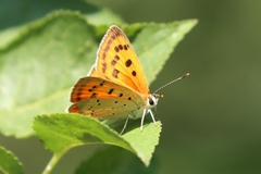 Lycaena ottomanus